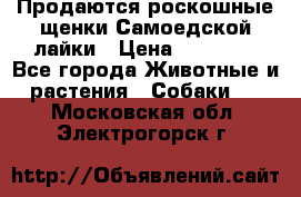 Продаются роскошные щенки Самоедской лайки › Цена ­ 40 000 - Все города Животные и растения » Собаки   . Московская обл.,Электрогорск г.